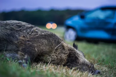 Daños por animales cinegéticos en carretera: ¿Quién asume la responsabilidad?